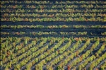 vineyard patterns